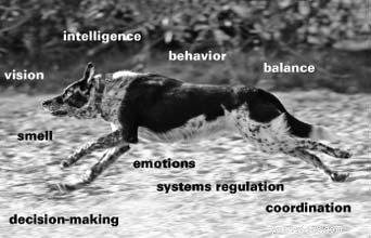 Le système nerveux central du chien