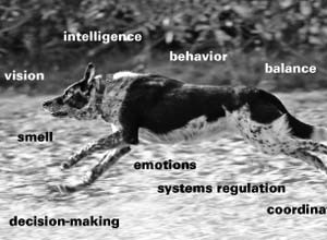 犬の中枢神経系 