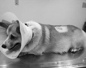 Léčba bolesti u psů