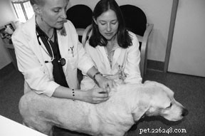 Pijnbehandeling bij honden