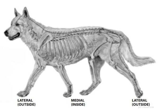 Послеоперационный точечный массаж у собак с дисплазией