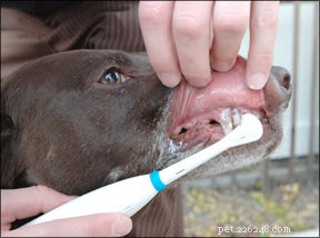 犬の歯科治療 