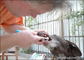 犬の歯科治療 