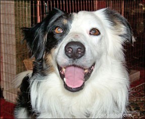 Esercizi per cani e prevenzione degli infortuni