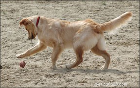 Esercizi per cani e prevenzione degli infortuni