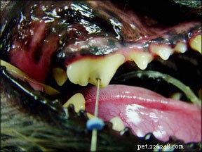 Dents fracturées chez les chiens