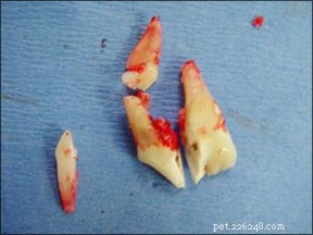 Denti fratturati nei cani