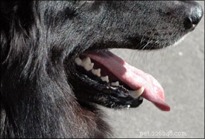 Gebroken tanden bij honden