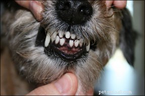 犬の骨折した歯 