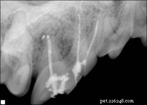 Dents fracturées chez les chiens