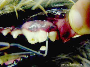 Сломанные зубы у собак