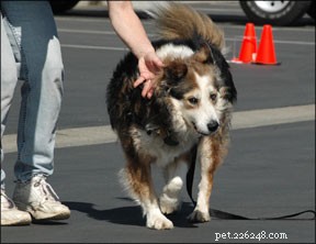 Doença Vestibular Canina