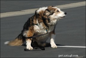 Doença Vestibular Canina