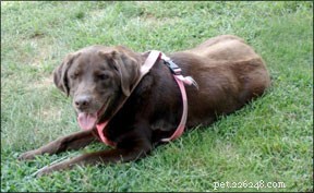 Chockvågsterapi för hundar med artrit
