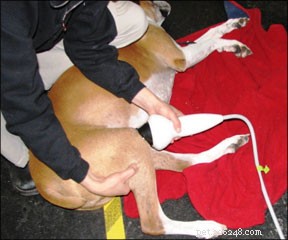 Chockvågsterapi för hundar med artrit