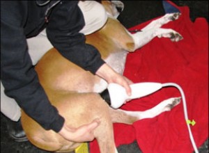 관절염이 있는 강아지를 위한 충격파 치료