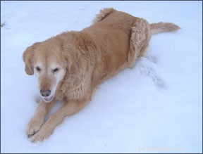 関節炎の犬のための衝撃波療法 