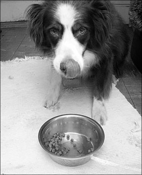 Reconhecendo sinais de perda de apetite do seu canino