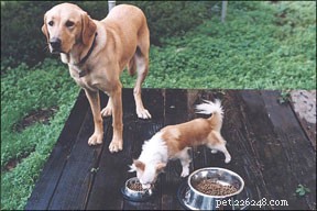 犬の食欲不振の兆候を認識する 