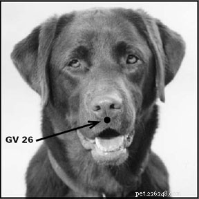 Métodos de cura canina usados ​​com frequência para cães feridos