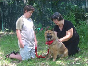 Metodi di guarigione canina usati frequentemente per cani feriti
