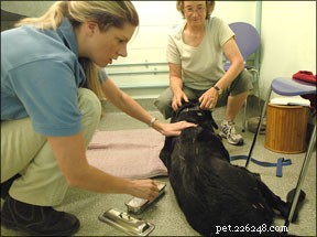 Často používané psí léčebné metody pro zraněné psy
