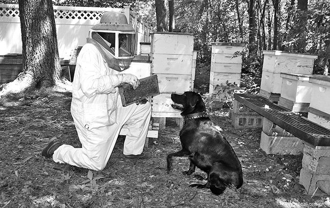 Продукты пчеловодства имеют особое значение для собак