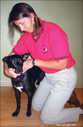 犬のためのリハビリテーション療法の利点 