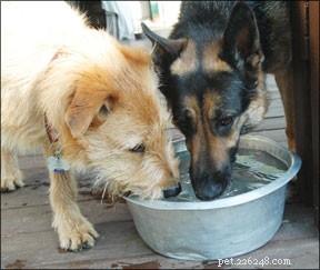 Blaas- en nierstenen bij honden voorkomen