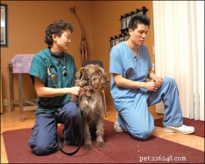 Visitas veterinárias menos estressantes