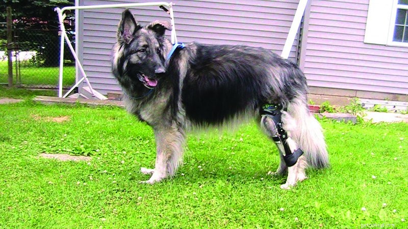 犬の靭帯損傷に対する手術の代替法 