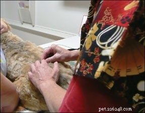 Acupuncture pour les chiens atteints de cancer