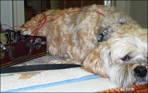 Acupunctuur voor honden met kanker