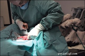 Een veiligere manier om uw puppy te steriliseren