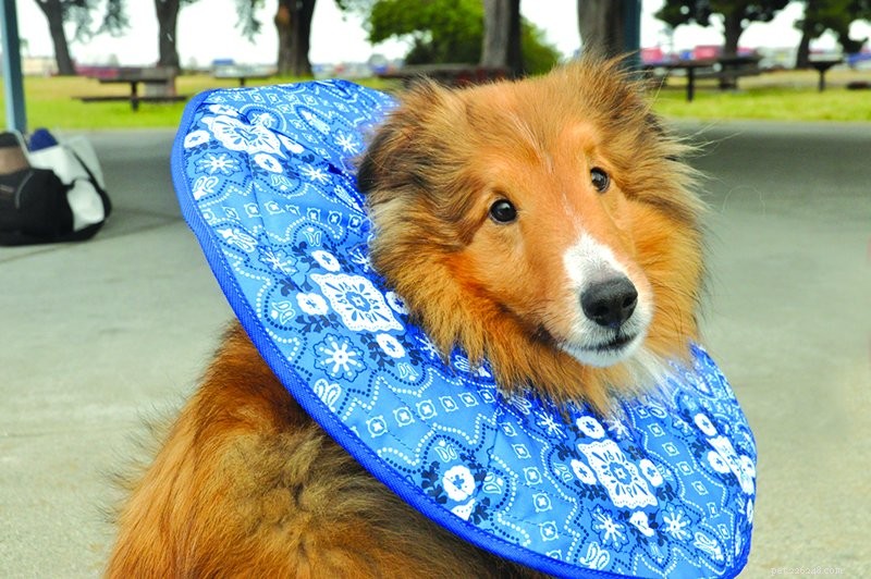 Alternativas confortáveis ​​para cones para cães
