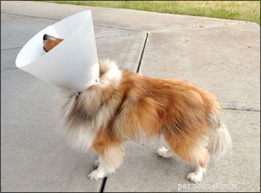 Alternatives confortables aux cônes pour chien