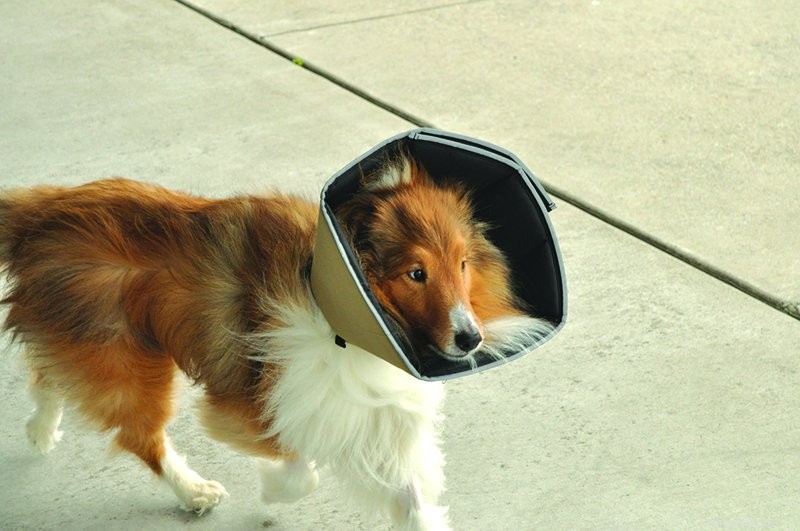 Alternativas confortáveis ​​para cones para cães