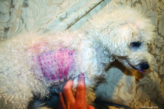 Alergias caninas:causas mais comuns, melhores testes e tratamentos eficazes