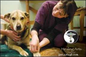 Canine-allergieën:meest voorkomende oorzaken, beste tests en effectieve behandelingen
