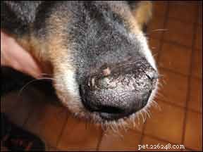 Identifiera och behandla hudtillstånd som kan påverka din hund