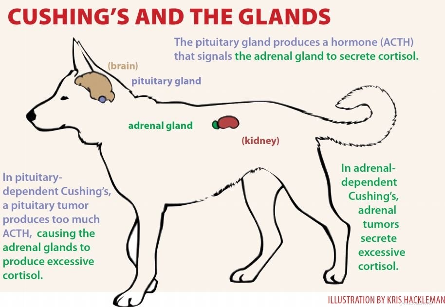 Diagnose van de ziekte van Cushing bij honden