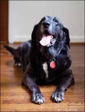 Diagnose van de ziekte van Cushing bij honden