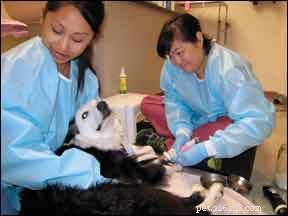 Chimiothérapie pour chiens :à quoi s attendre