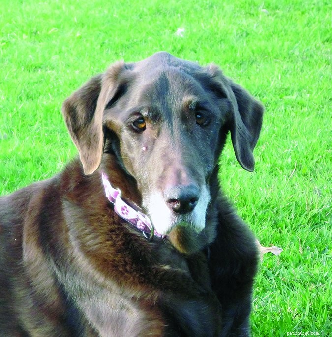 Ziekte van Addison bij honden:detectie en behandeling