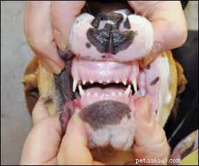 강아지의 치아를 올바르게 관리하는 방법