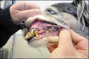 犬の歯を適切にケアする方法 