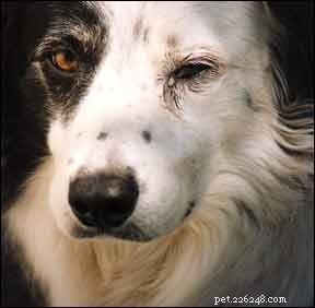Oorzaken van conjunctivitis bij honden en behandelingsopties