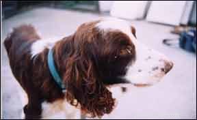 Oorzaken van conjunctivitis bij honden en behandelingsopties