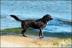 Diagnostiquer correctement l hypothyroïdie canine – Quels sont les signes ?