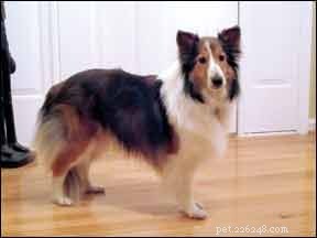 Diagnosi corretta dell ipotiroidismo canino:quali sono i segni?